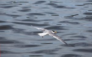 Crested Tern in Flight Camp Cove Sydney